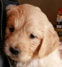 Chiot